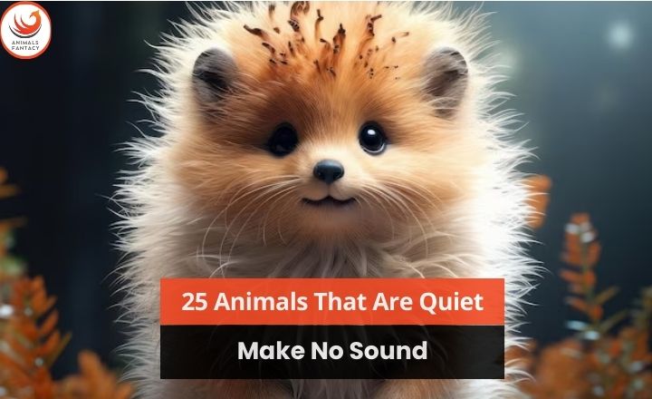 Animals That Are Quiet