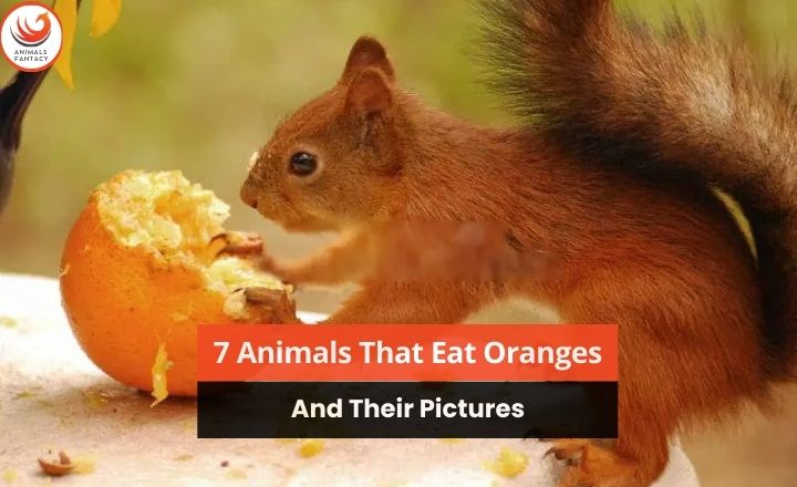 Animals That Eat Oranges