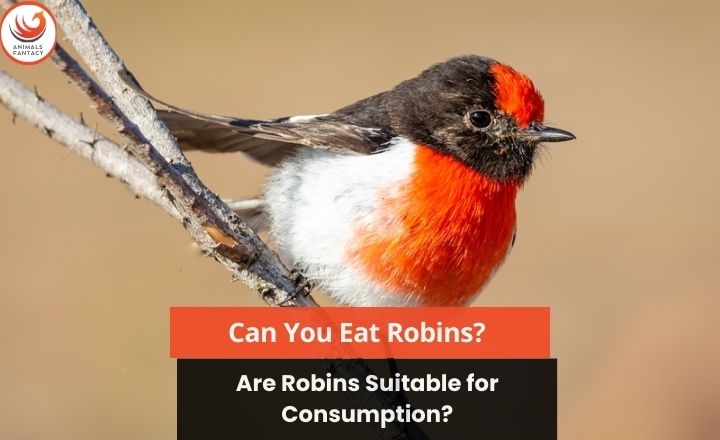 Can you eat robins