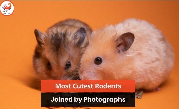 Cutest Rodents