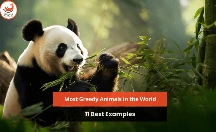 greedy animals