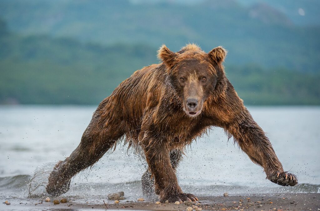 toughest bear

