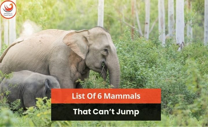 Mammals That Can't Jump
