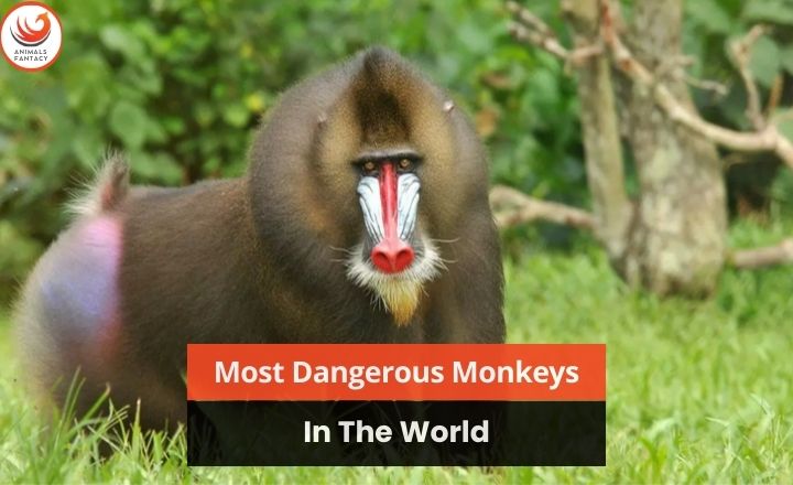 Most Dangerous Monkeys