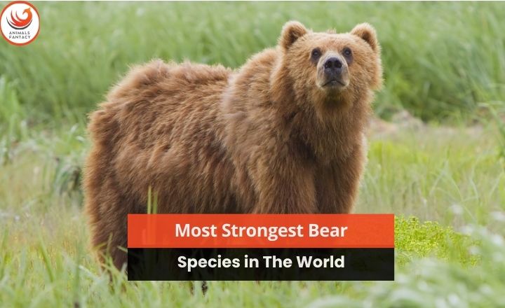 Strongest Bear Species