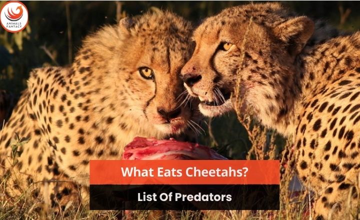 What Eats Cheetahs