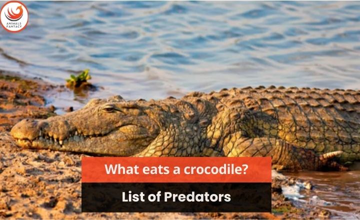 What Eats a Crocodile