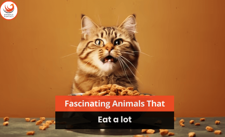 animals that eat a lot