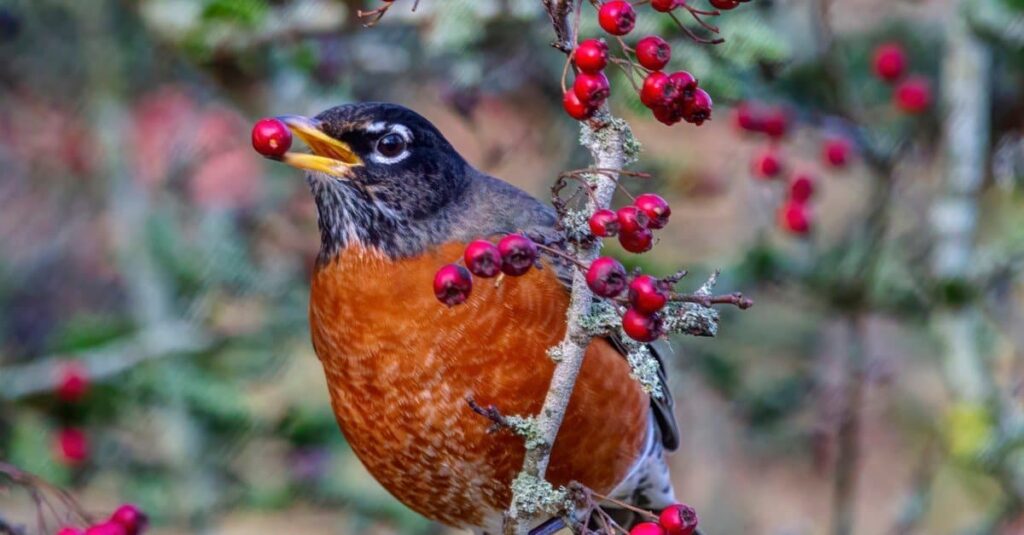 are robins good to eat

