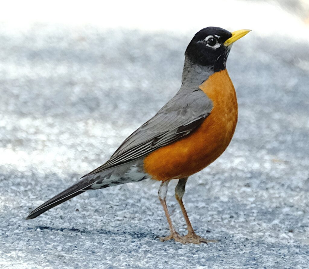 can you eat a robin

