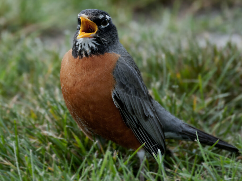 can you eat robins

