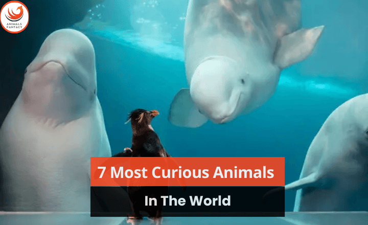 curious animals