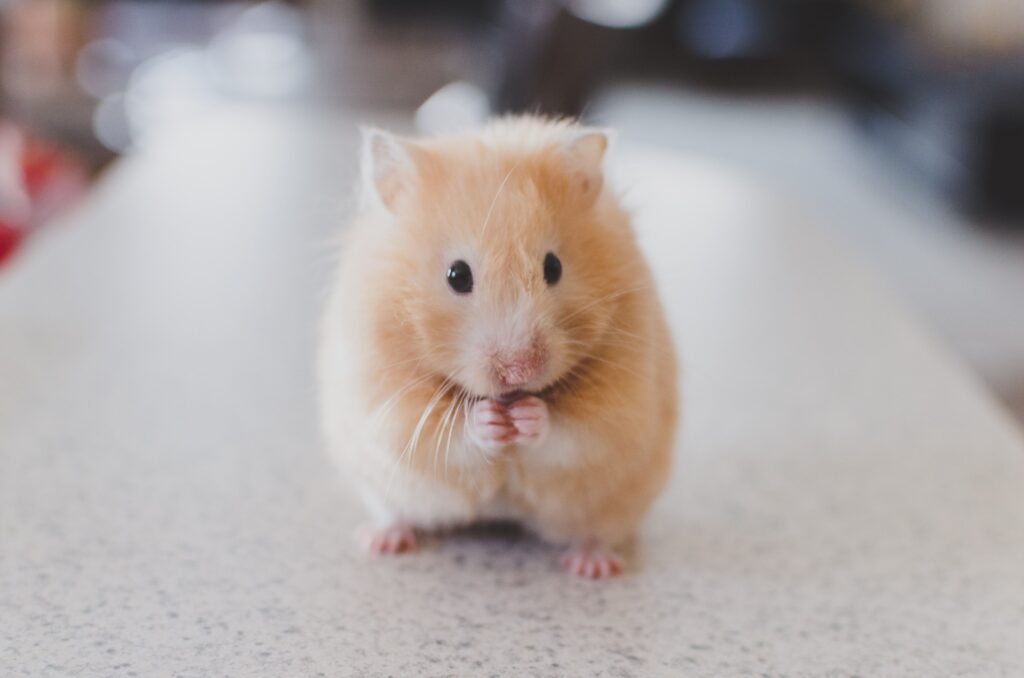 cute rodent animals

