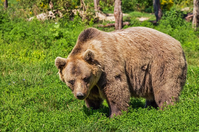 Strongest Bear Species