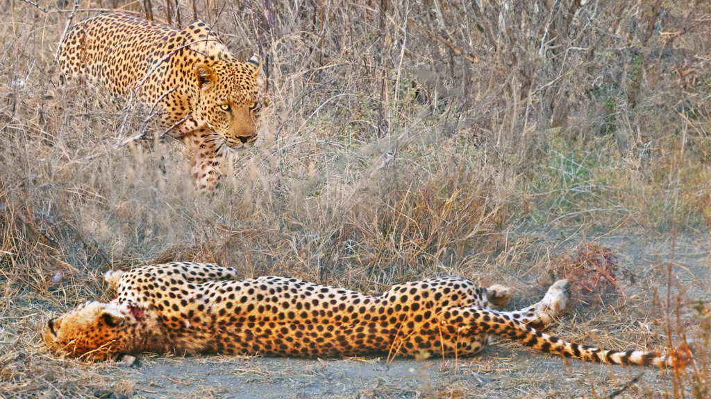 what animal eats a cheetah



