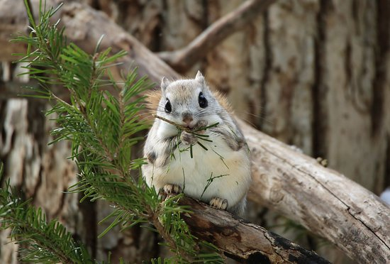 cute rodent animals

