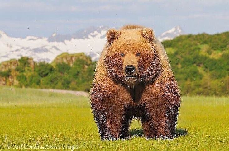 strongest bear species

