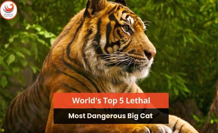 most dangerous big cat