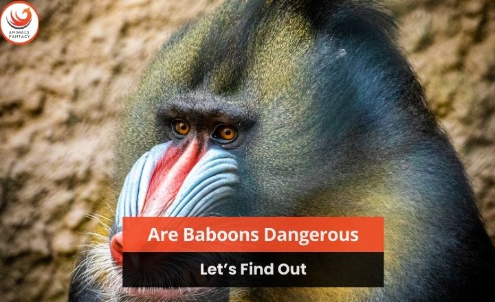 Are-Baboons-Dangerous