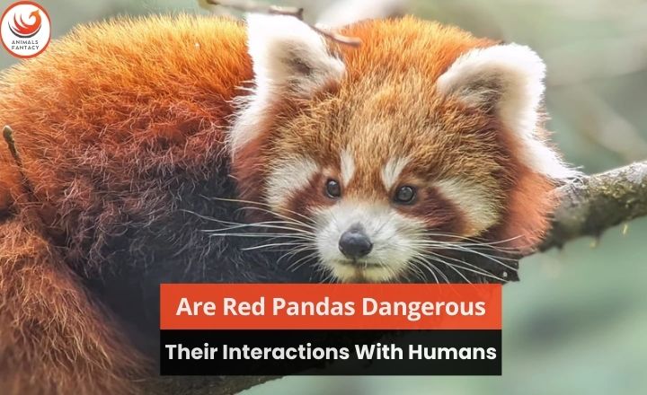 Are red pandas dangerous