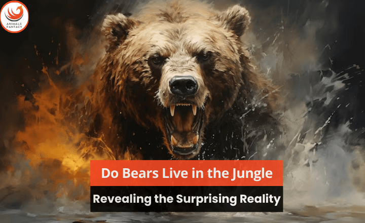 Do Bears Live in the Jungle