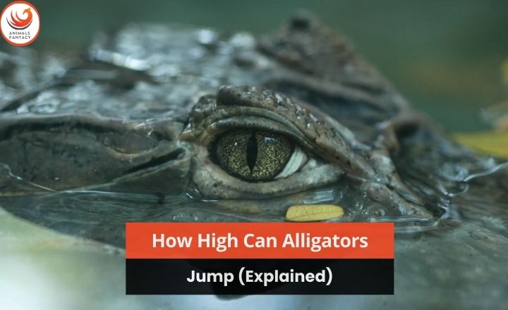 How High Can Alligators Jump