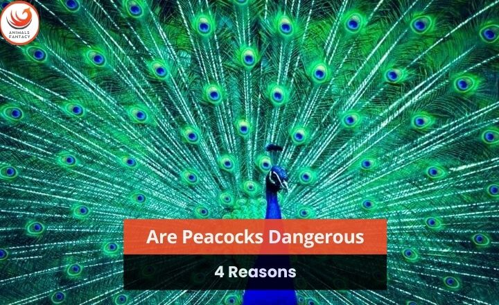 are-peacocks-dangerous