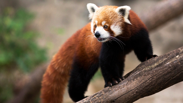 are red pandas dangerous

