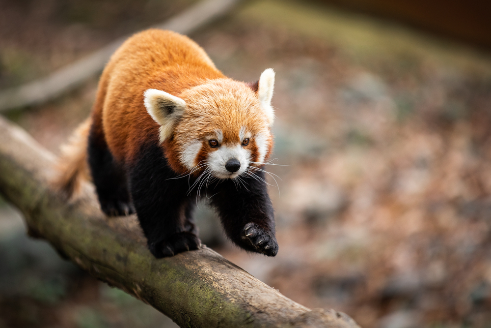 are red pandas aggressive


