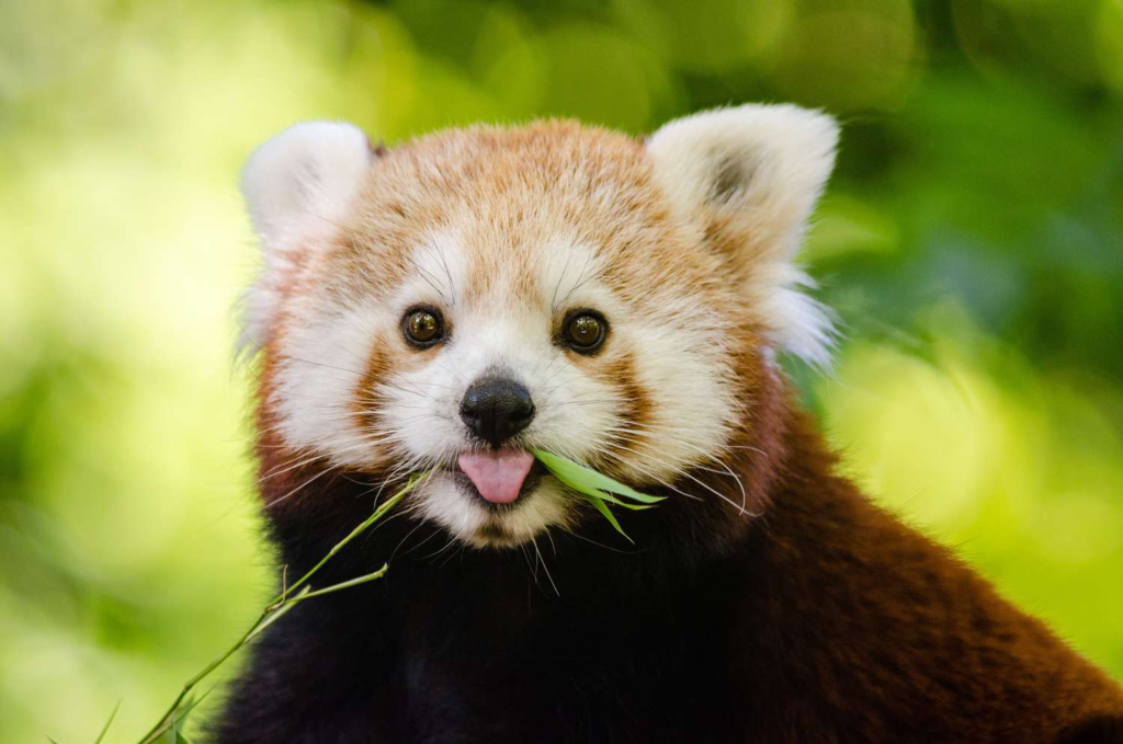 are red panda aggressive

