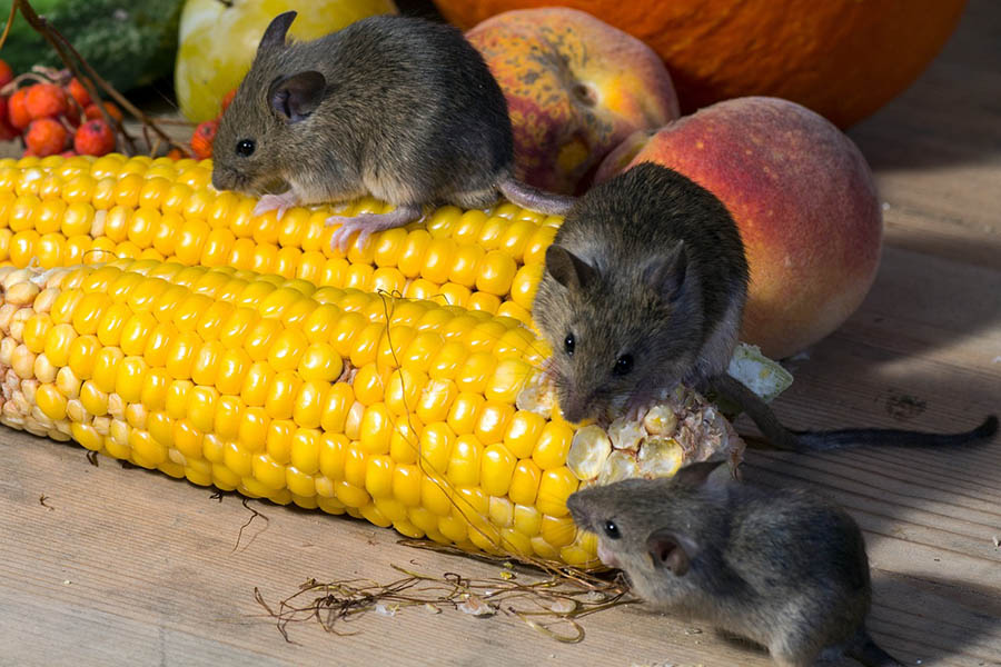 What Animals Eat Corn