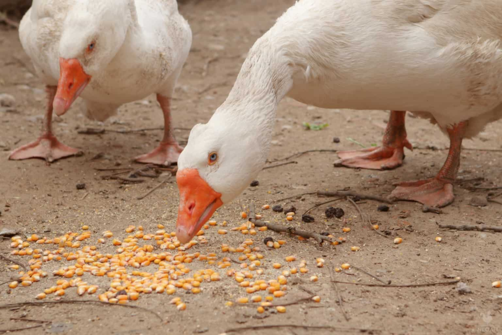 what animals eat corn


