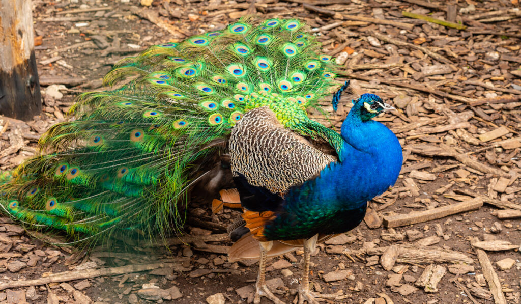 Are Peacocks Aggressive
