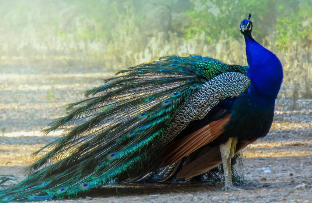 dangerous peacock

