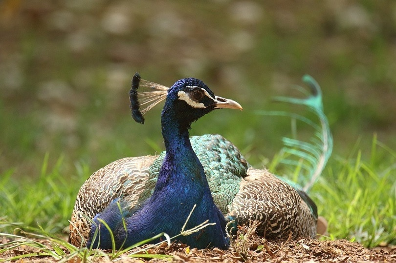 are peacocks dangerous

