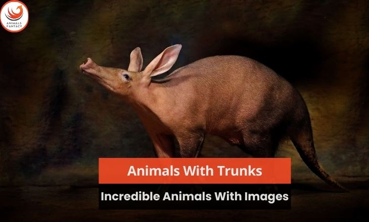 Animals With Trunks