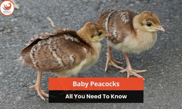 Baby Peacocks