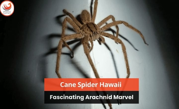 _Cane Spider Hawaii