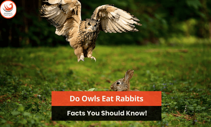 Do Owls Eat Rabbits