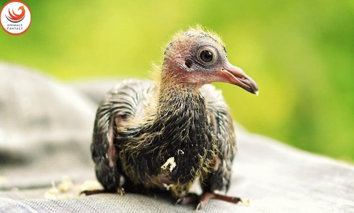 Baby pigeons