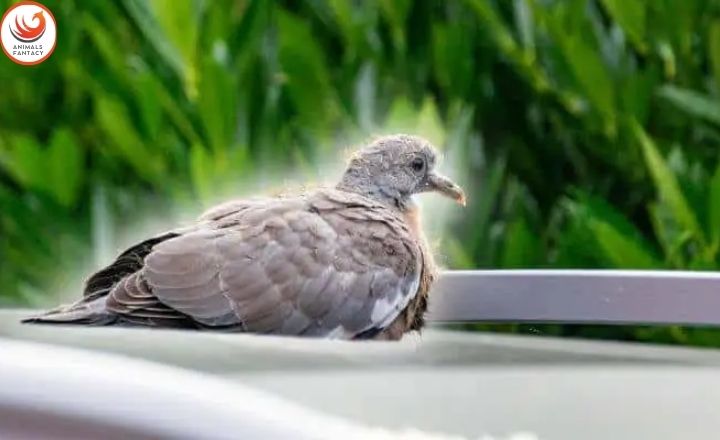 baby pigeon

