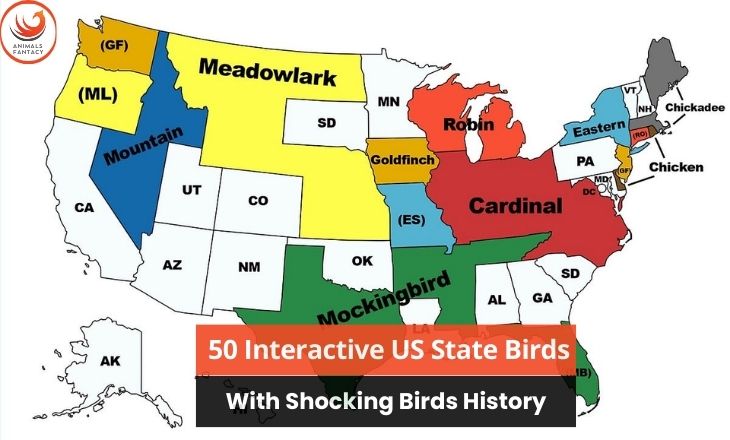 interactive us state birds