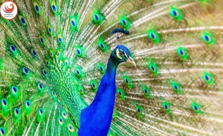 peacock fly

