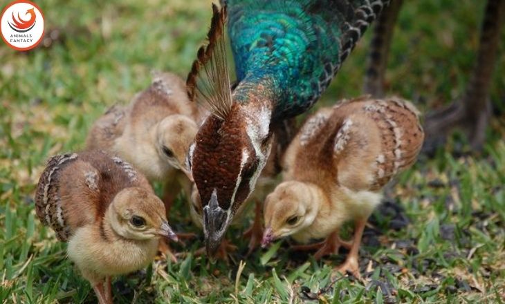what are baby peacocks called

