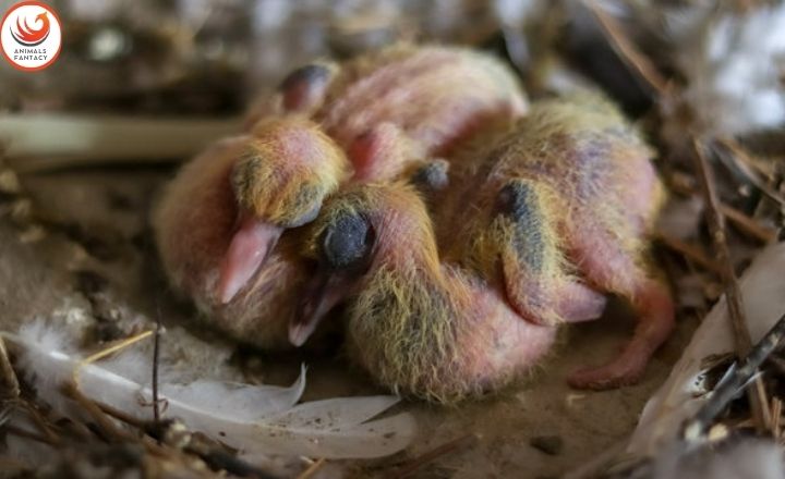 what does a baby pigeon look like