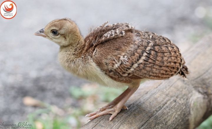 what is a baby peacock called

