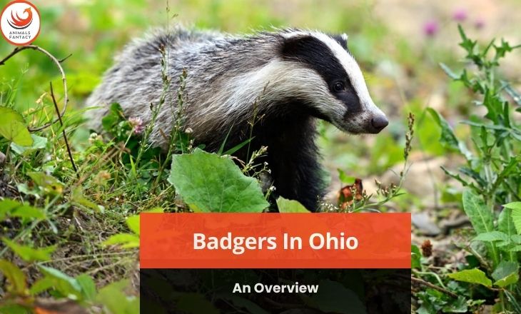 Badgers in Ohio