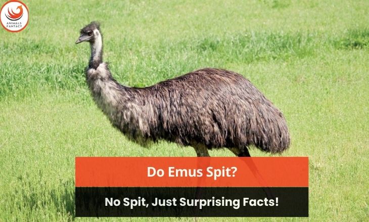 Do Emus Spit