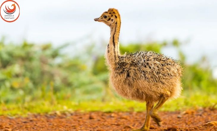 Baby Ostriches