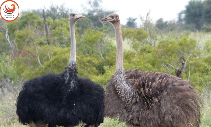 baby ostriches

